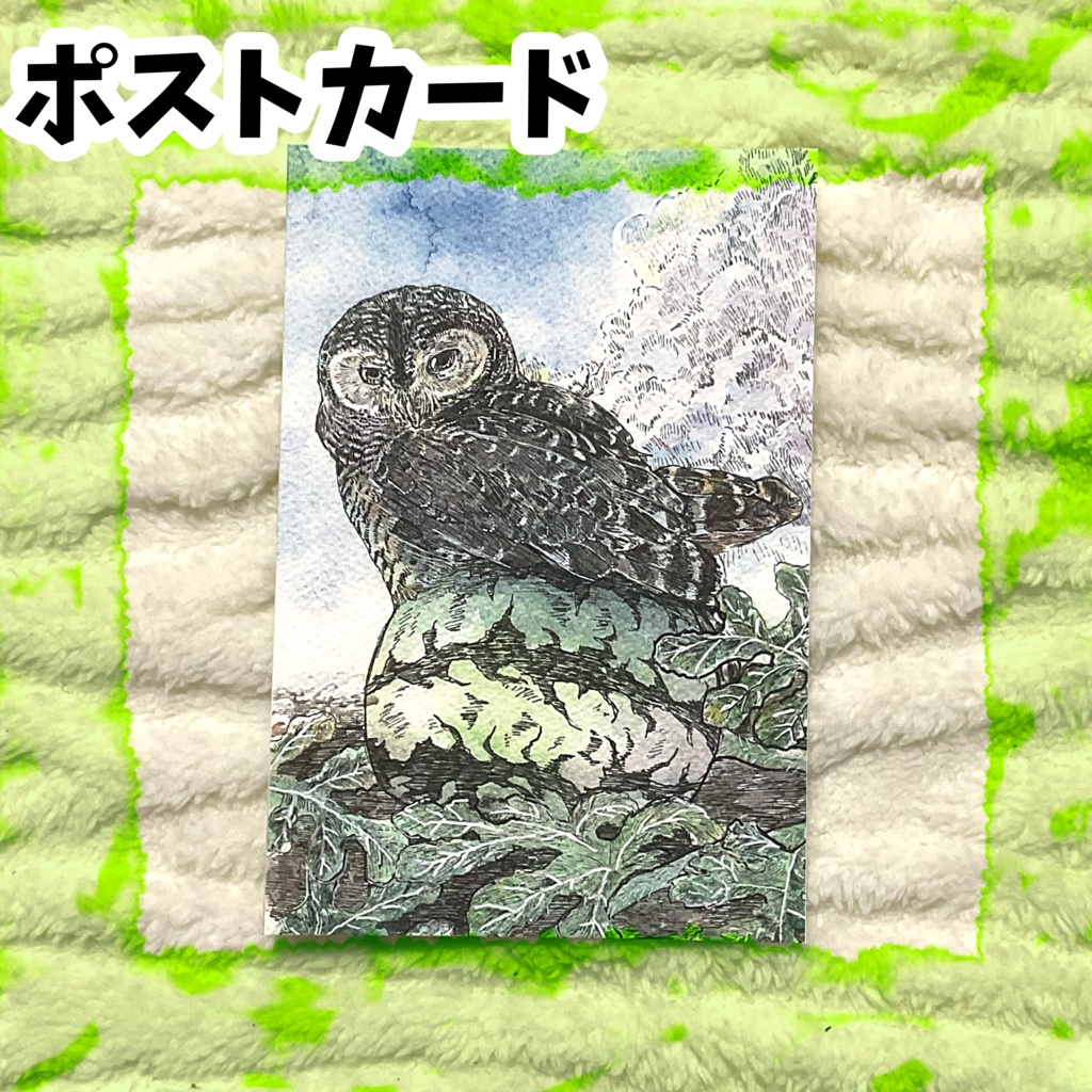 ポストカード「私のスイカです」　チャコモリフクロウ