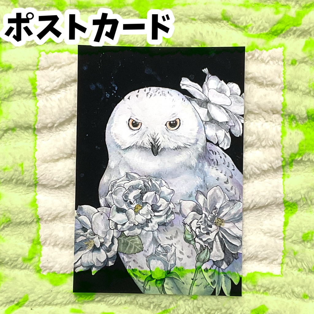 ポストカード「白薔薇」　シロフクロウ