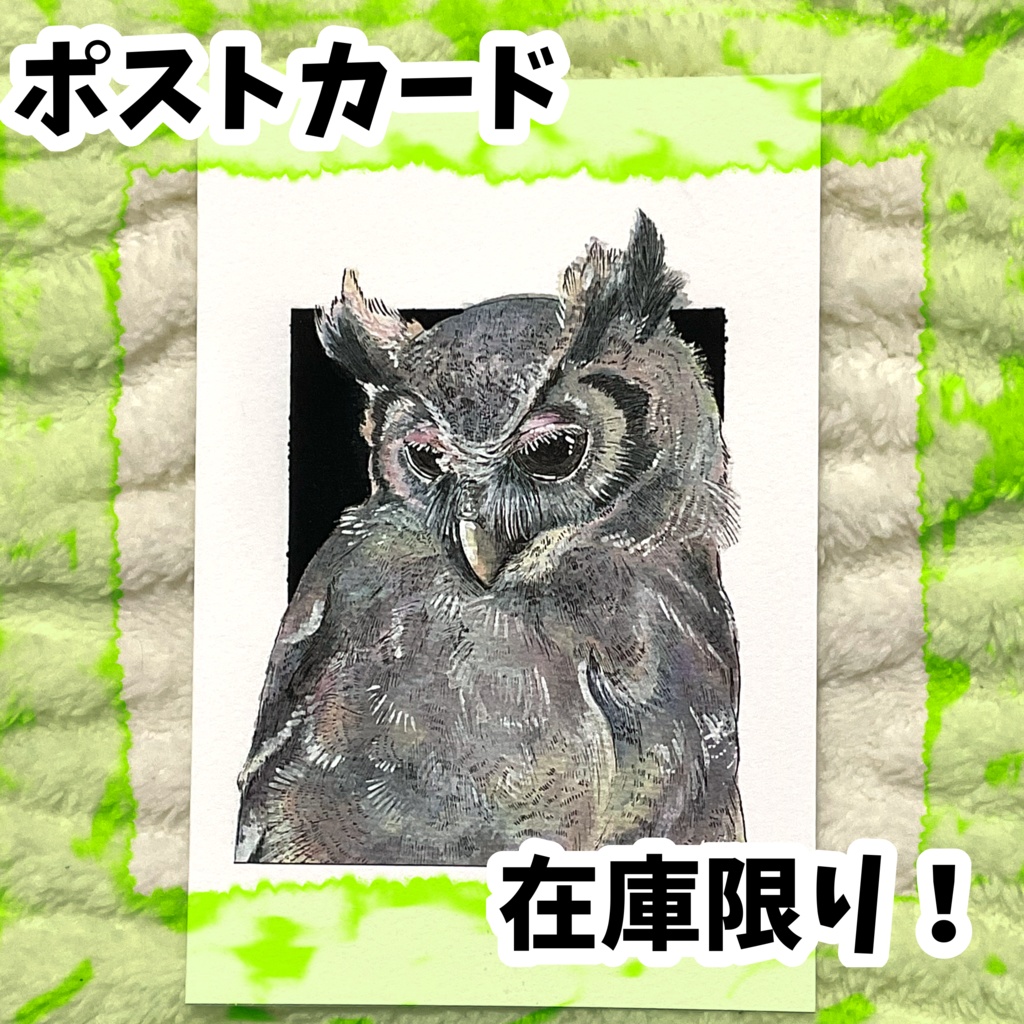 ポストカード　現品限り　クロワシミミズク