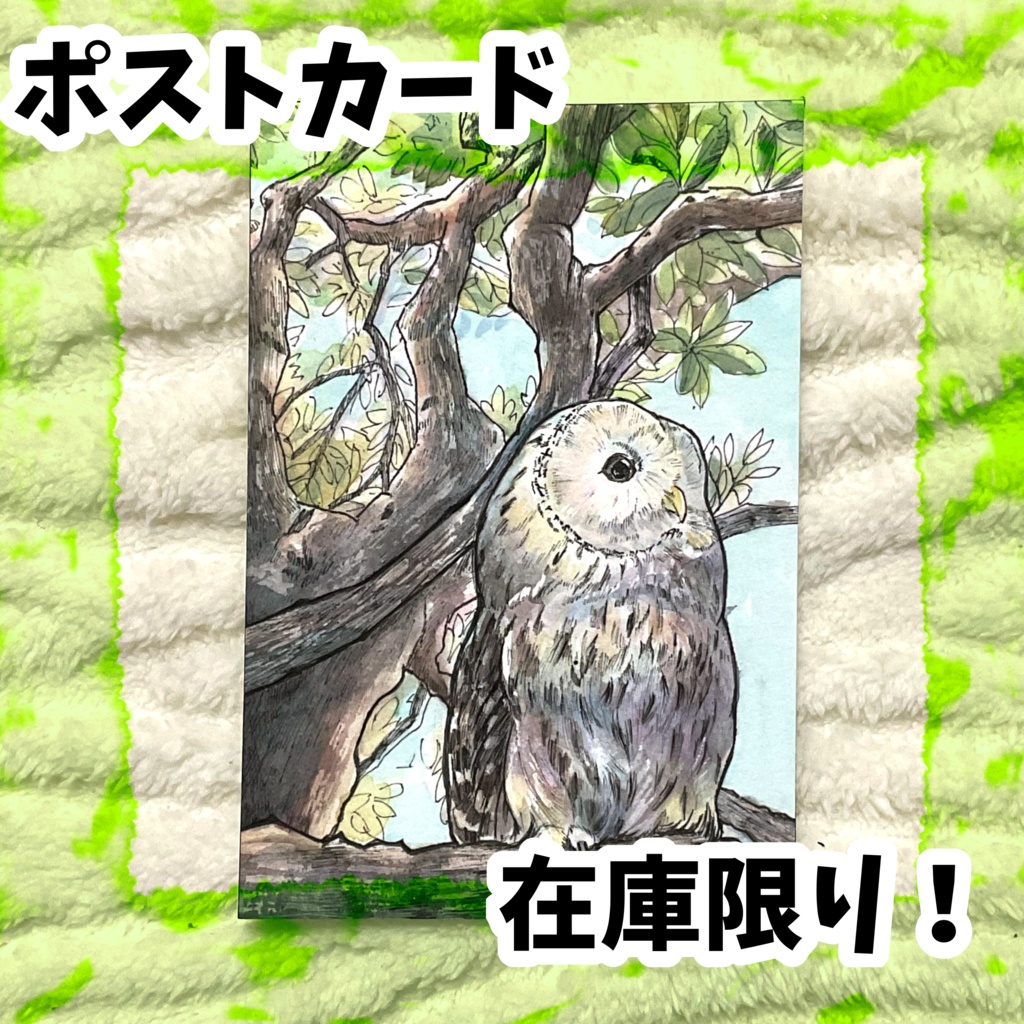 ポストカード　現品限り　ウラルフクロウ