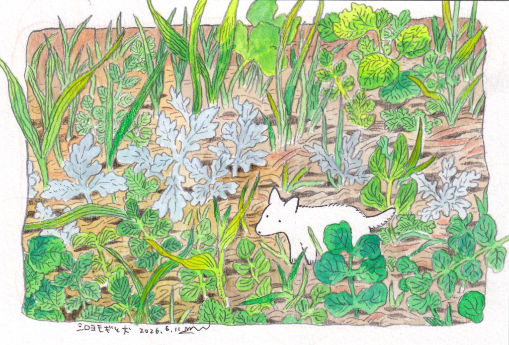 シロヨモギと犬（原画）