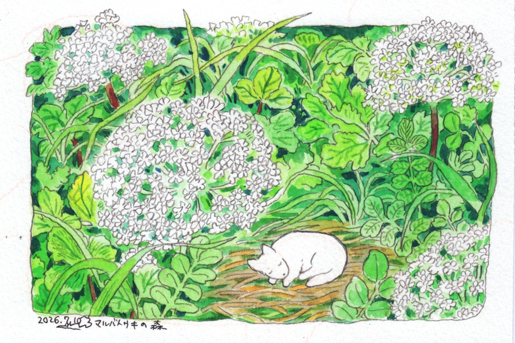 マルバトウキと犬（原画）