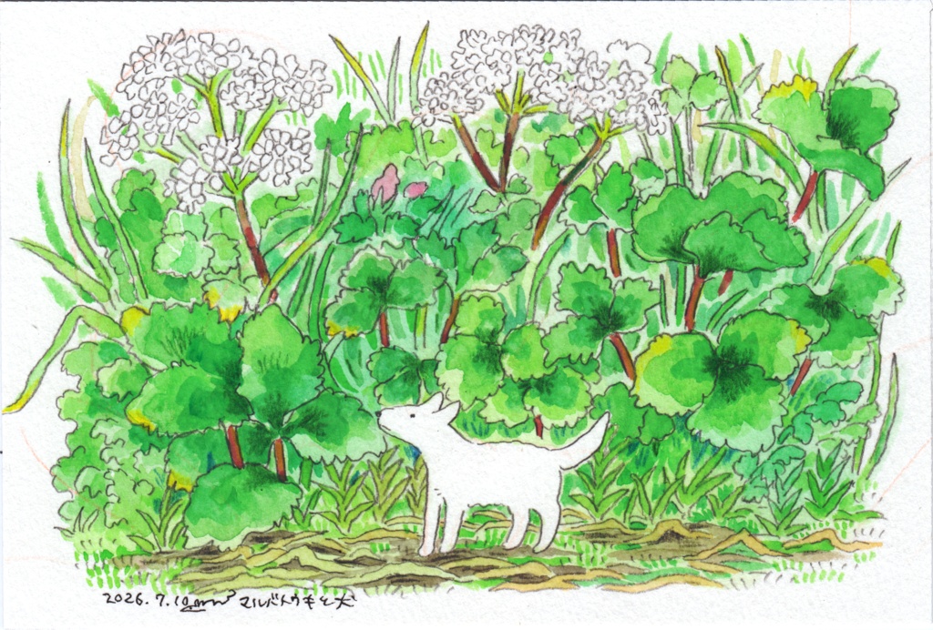 マルバトウキと犬（原画）