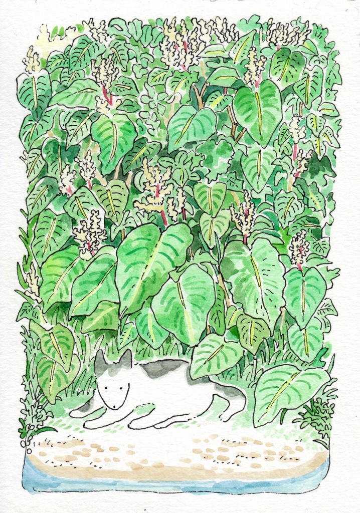 オオイタドリと犬（原画）