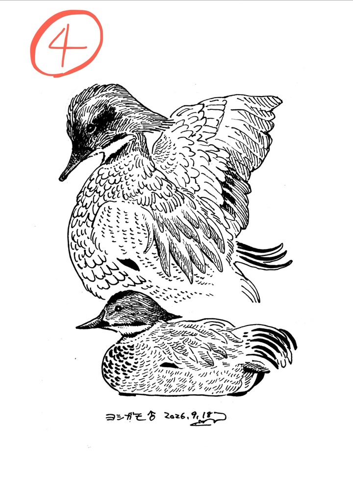 鳥のドローイング原画