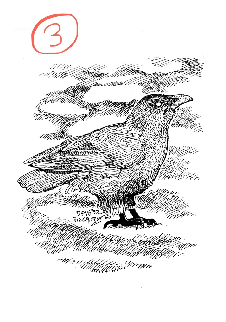 鳥のドローイング原画