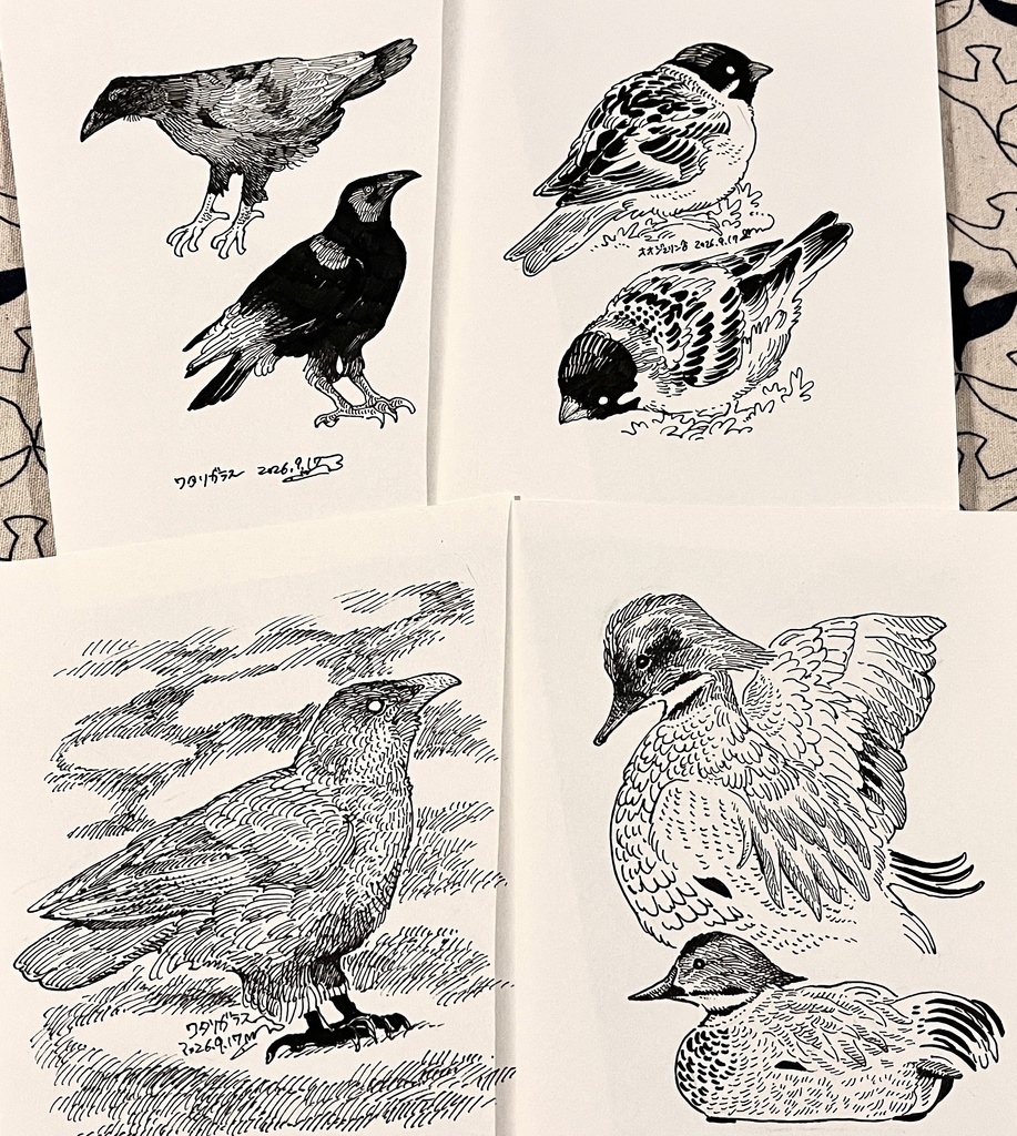 鳥のドローイング原画