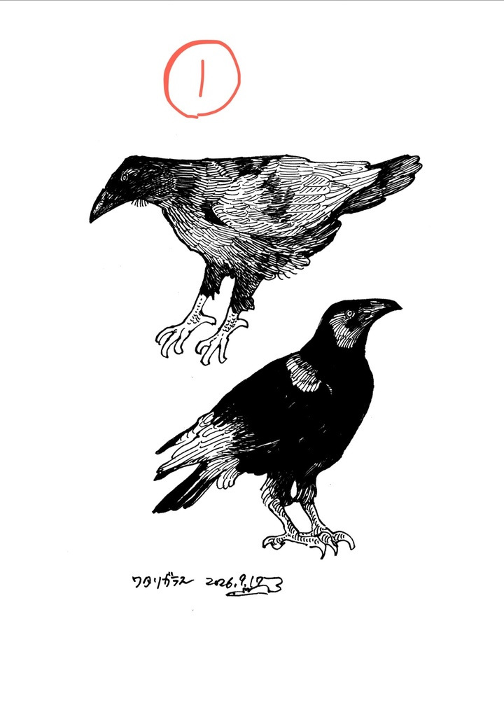 鳥のドローイング原画