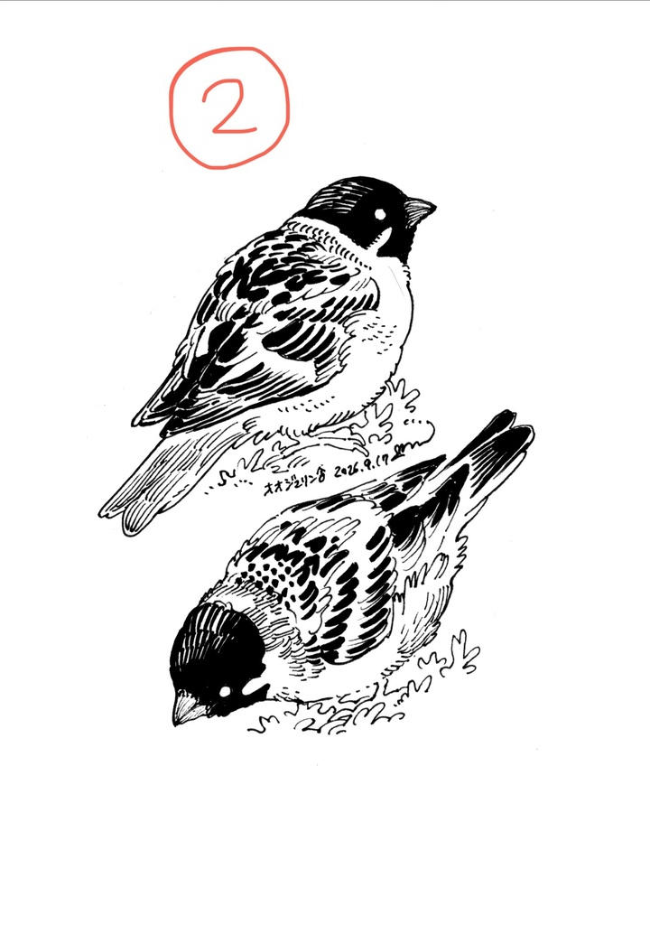 鳥のドローイング原画