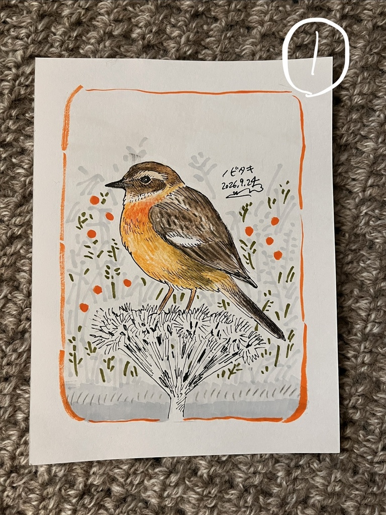 鳥のドローイング原画