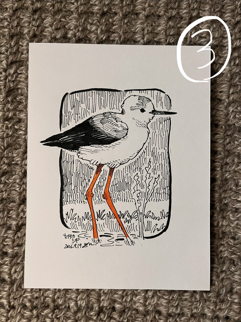 鳥のドローイング原画