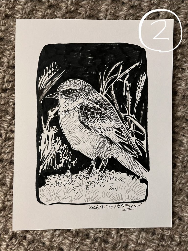 鳥のドローイング原画