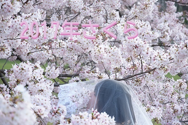 2017年桜(朝)