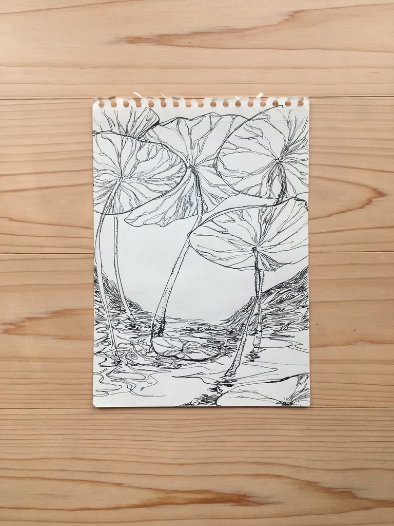 蓮.ハス.はす.Lotus