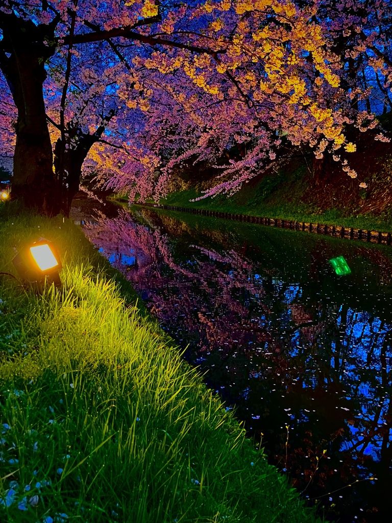 夜桜に映る、静かな水面｜スマホ壁紙