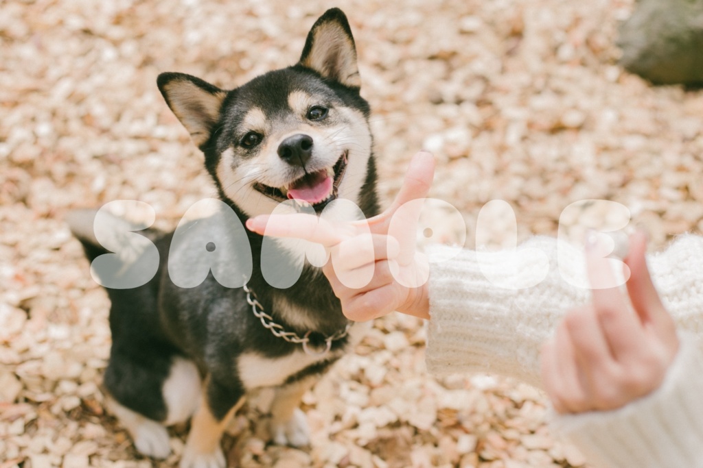 【紙媒体】Gohan*Hana photobook【最終在庫!!】