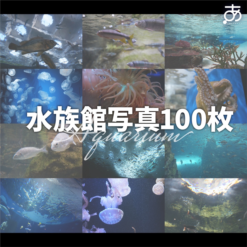 水族館写真100枚