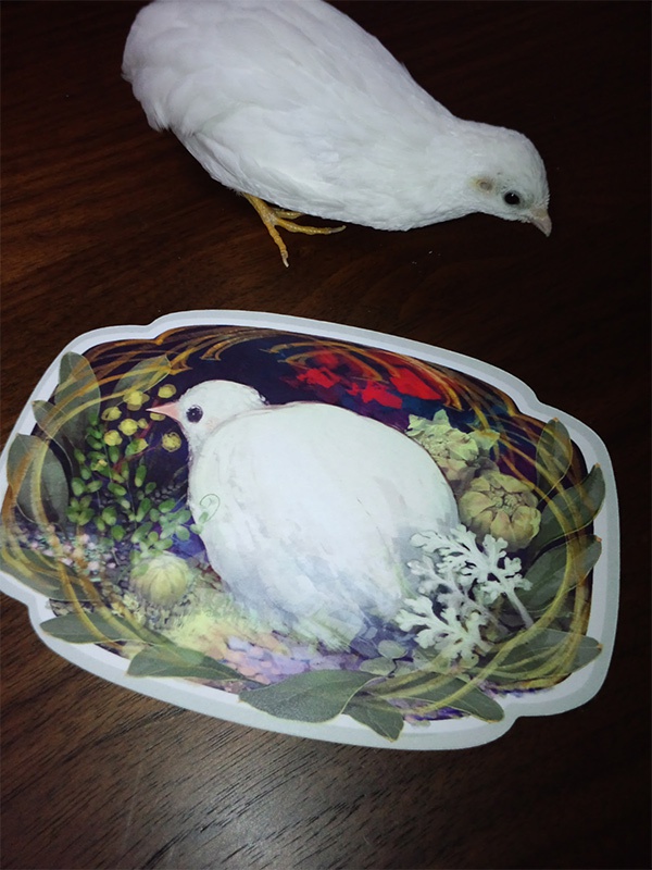 ヒメウズラポストカード