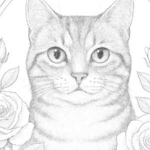 【塗り絵図案】アメリカンショートヘアB