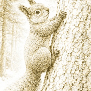 【塗り絵図案】エゾリス