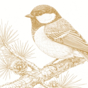 【塗り絵図案】シジュウカラ