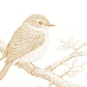 【塗り絵図案】メジロ