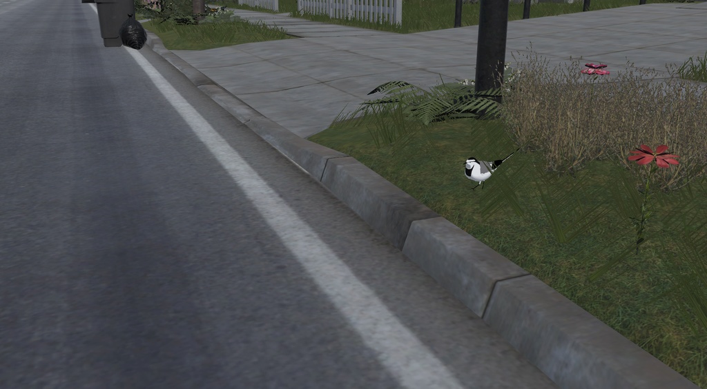 【オリジナル3Dモデル】ハクセキレイ