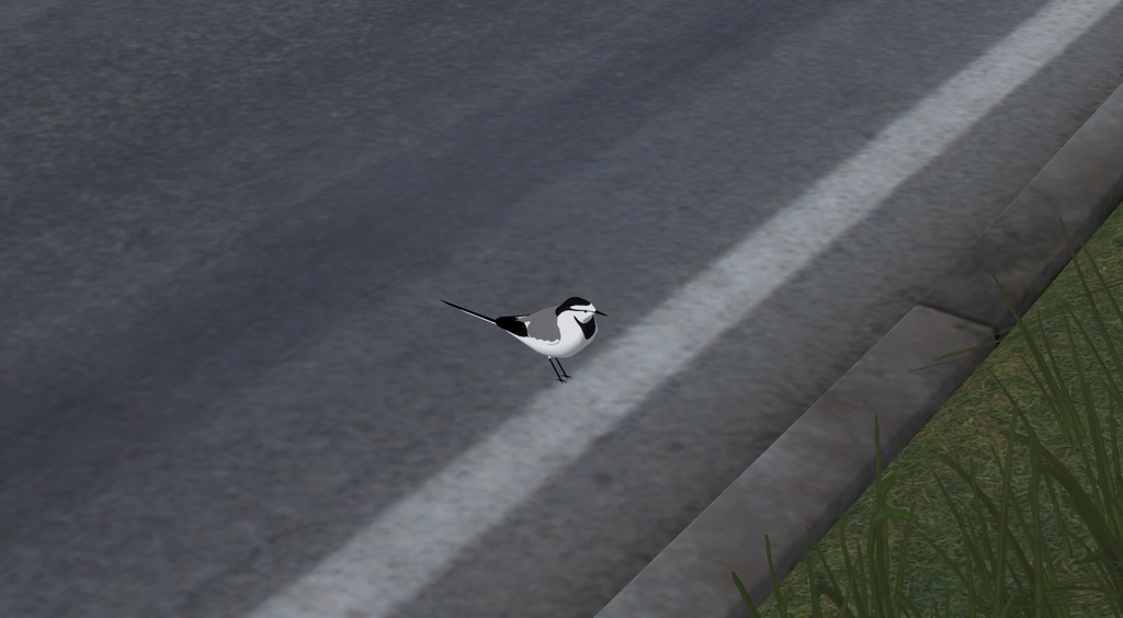 【オリジナル3Dモデル】ハクセキレイ