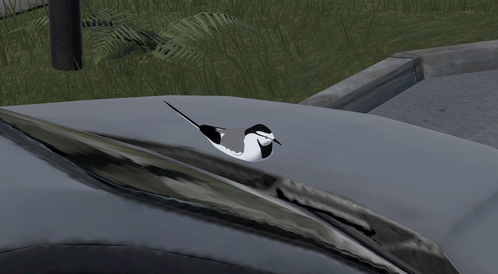 【オリジナル3Dモデル】ハクセキレイ