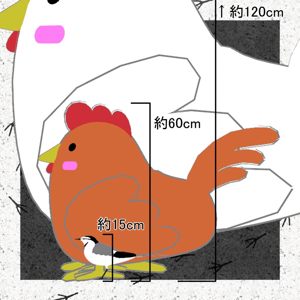 【オリジナル3Dモデル】ハクセキレイ