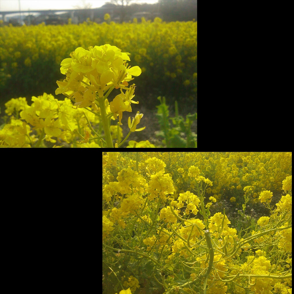 ふわっと菜の花
