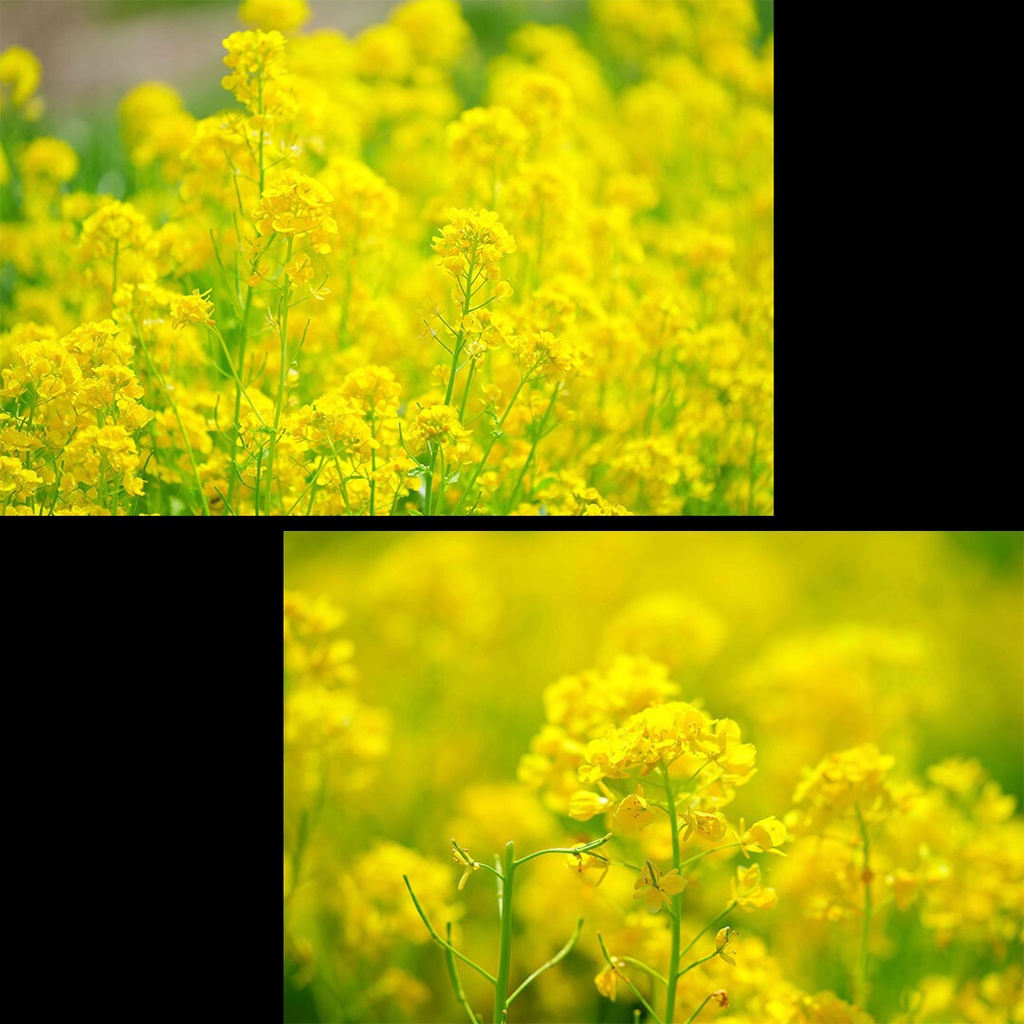菜の花
