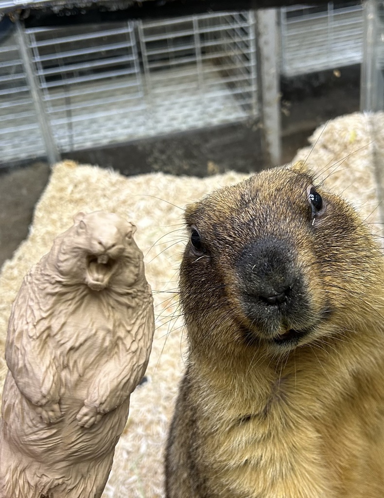 Insomnia3D 叫ぶマーモット ScreamingMarmot 2nd Color