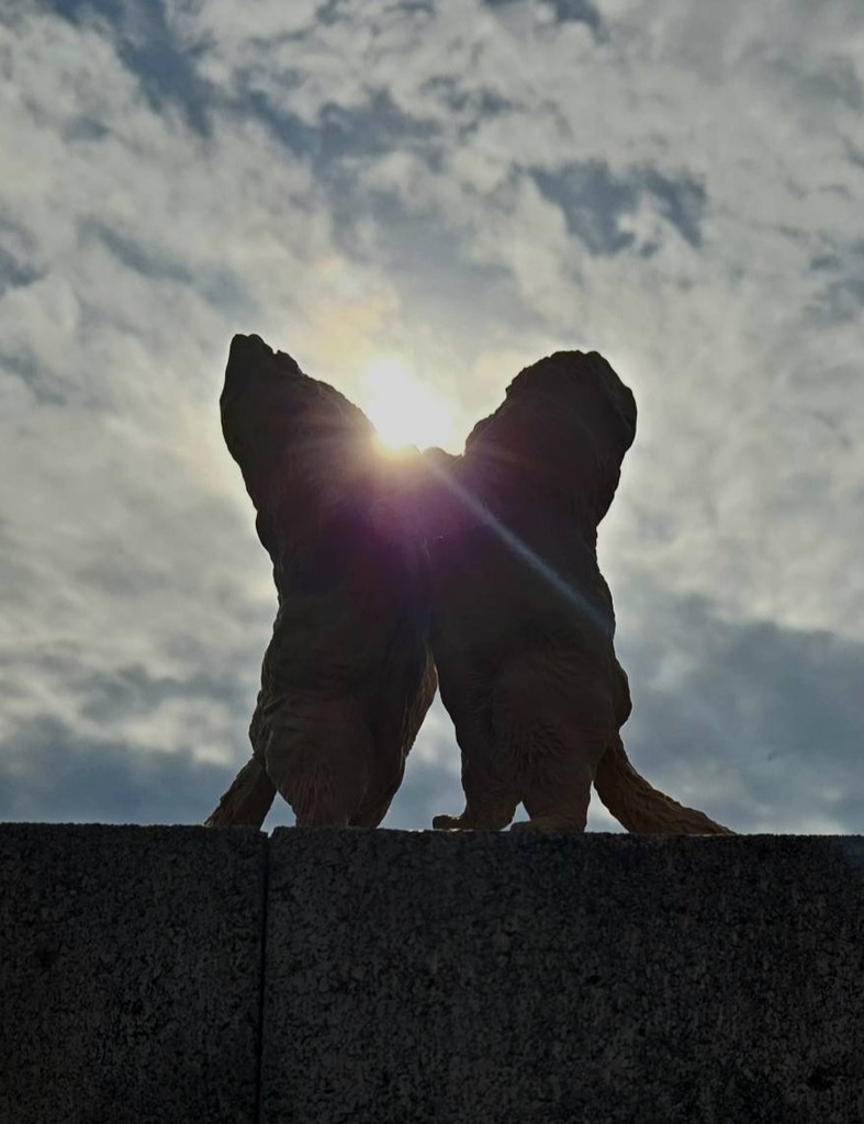 Insomnia3D 闘うマーモット FightingMarmot 1st Color