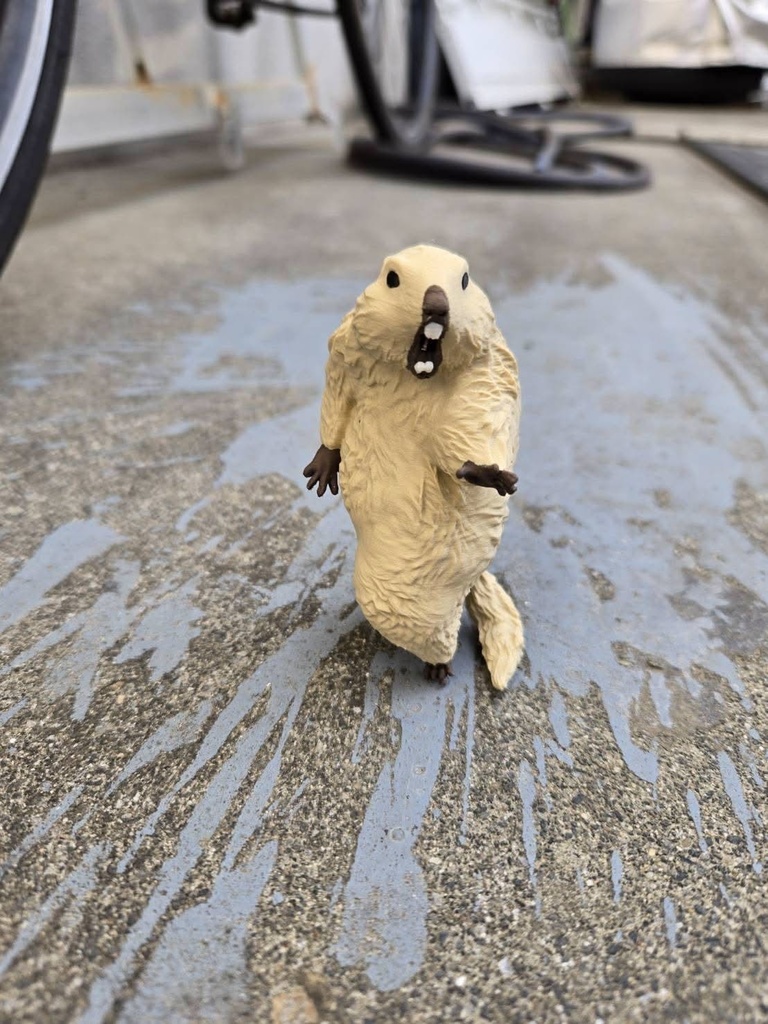 (4月発送予約) びっくりマーモットアナザー