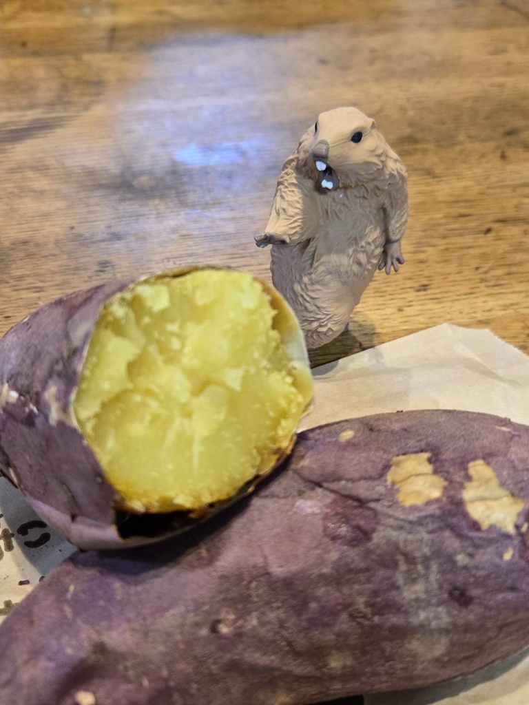 <予約2026年1月発送> びっくりマーモット