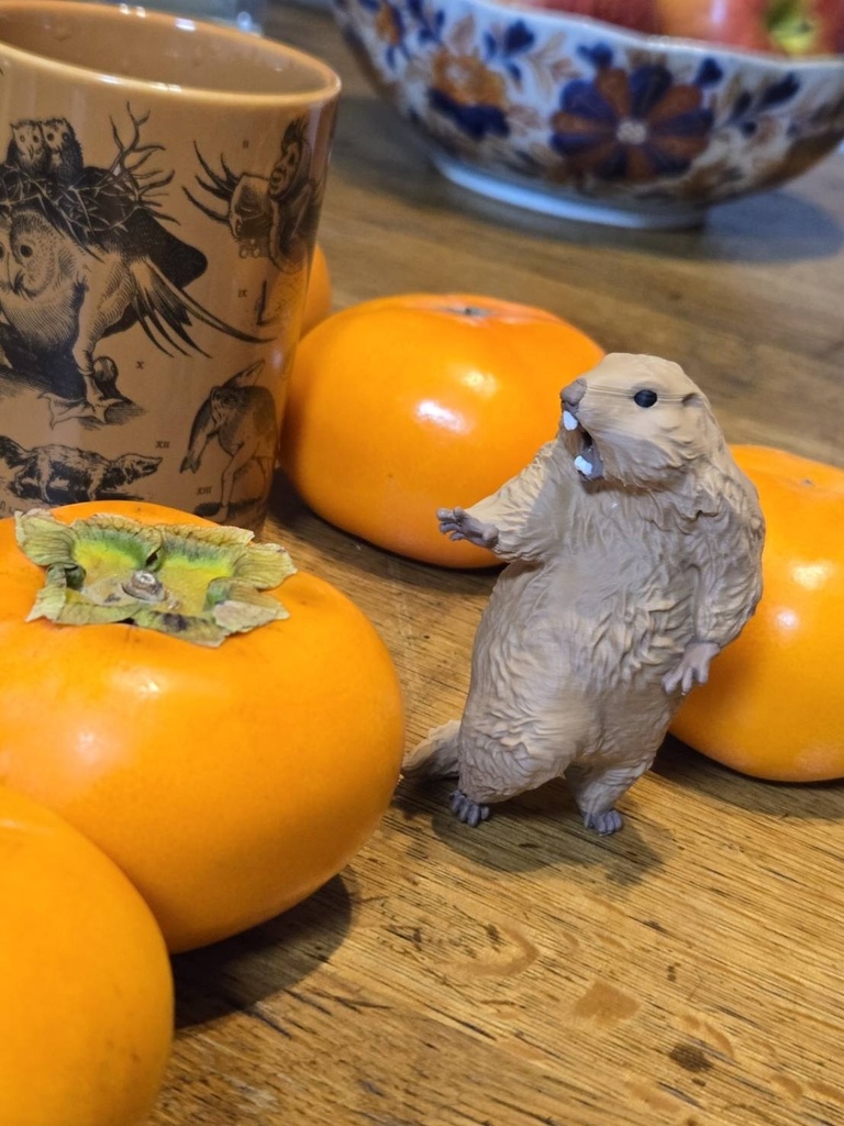 <予約2026年1月発送> びっくりマーモット