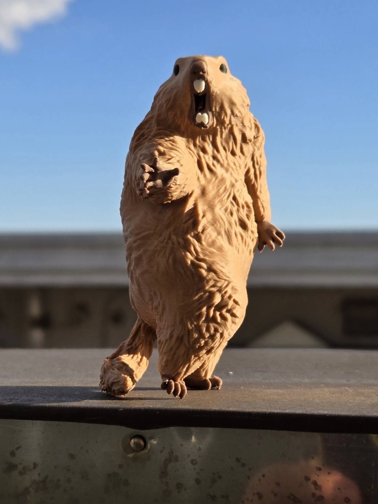 <予約2026年1月発送> びっくりマーモット