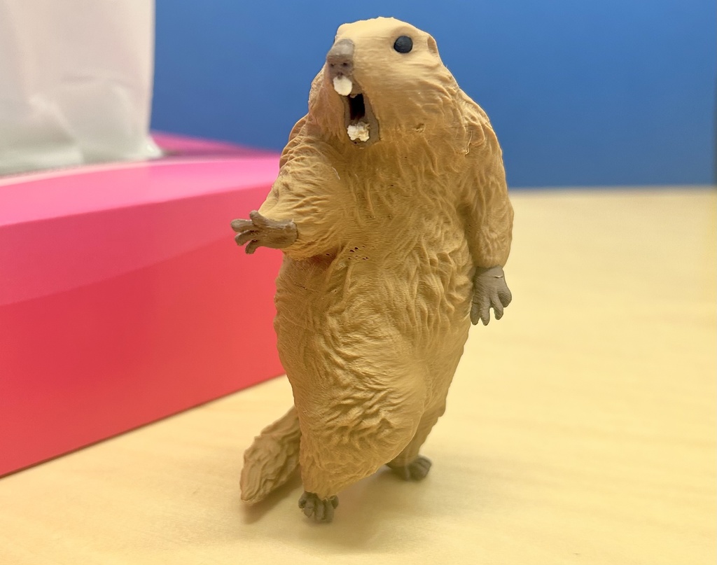 <予約2026年1月発送> びっくりマーモット