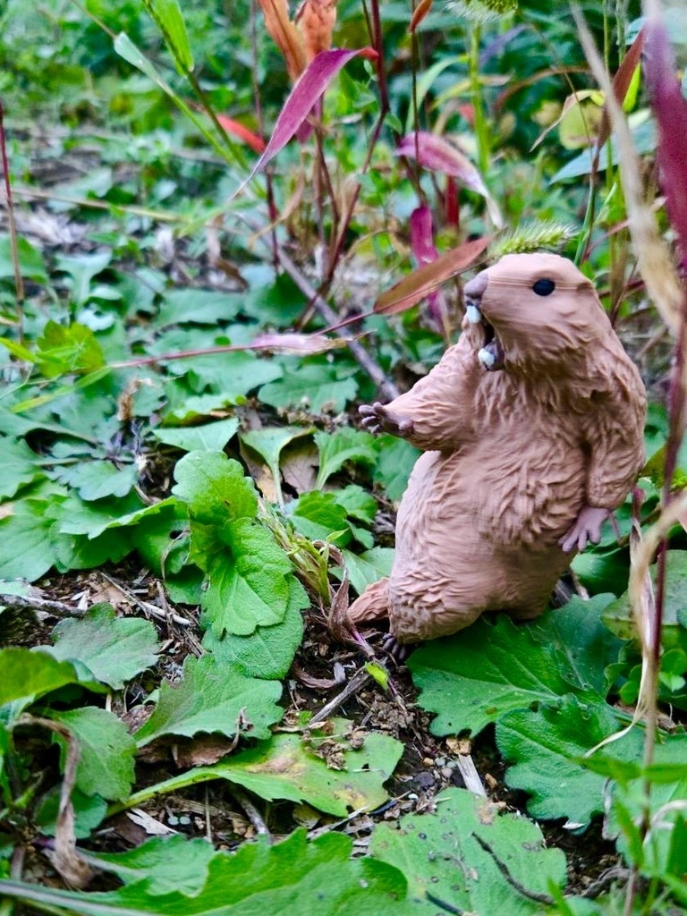 びっくりマーモット 再販