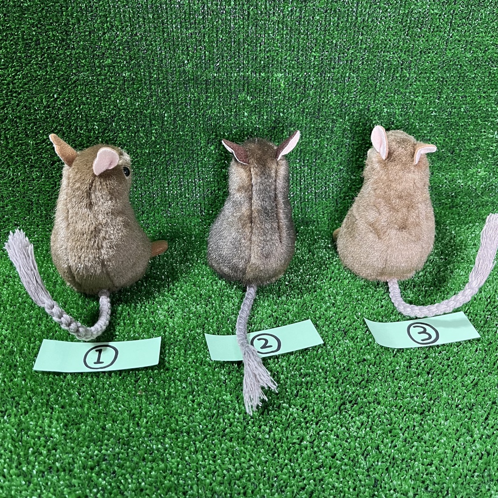 健康なデグーたち