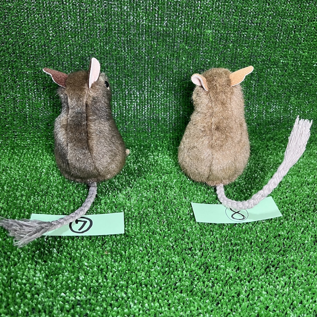 健康なデグーたち