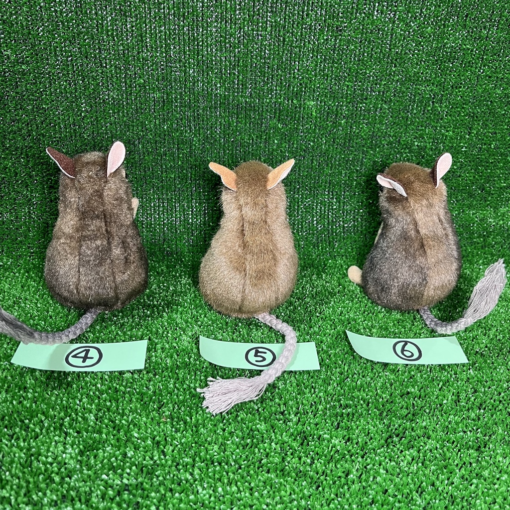 健康なデグーたち