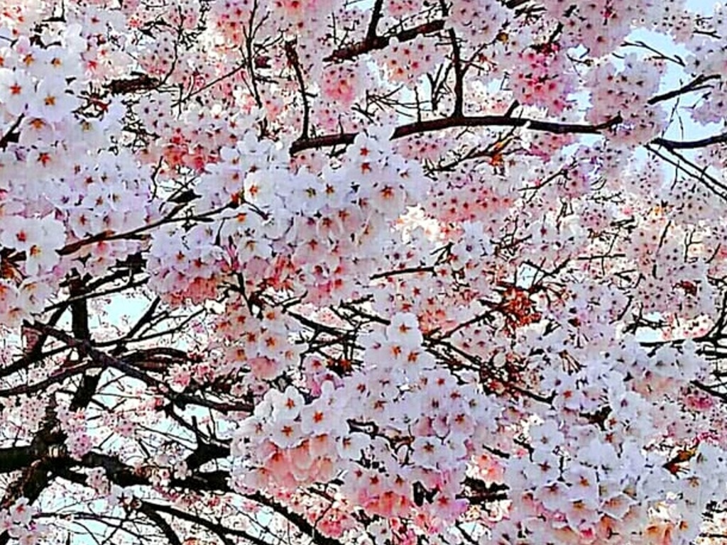 桜