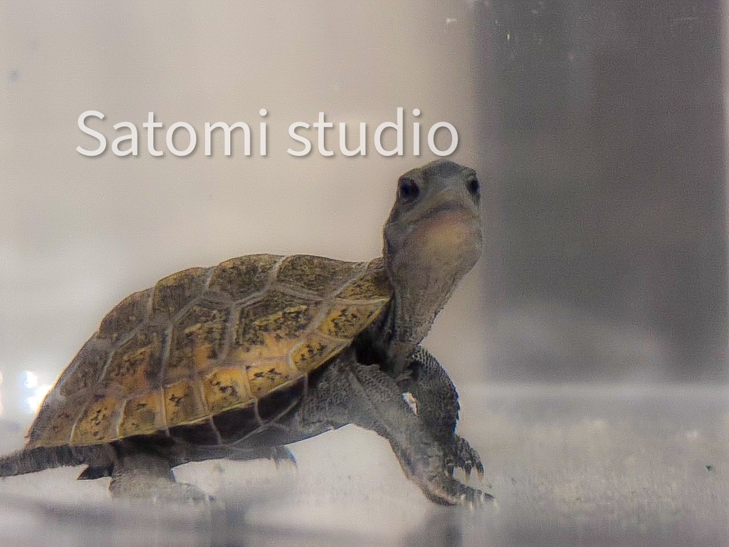 亀の赤ちゃん壁紙セット|スマホ・iPad・PC対応(10枚)