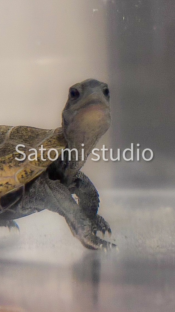 亀の赤ちゃん壁紙セット｜スマホ・iPad・PC対応（10枚）