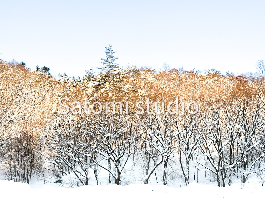 冬の森の光 壁紙セット（スマホ・iPad・PC対応｜10枚）