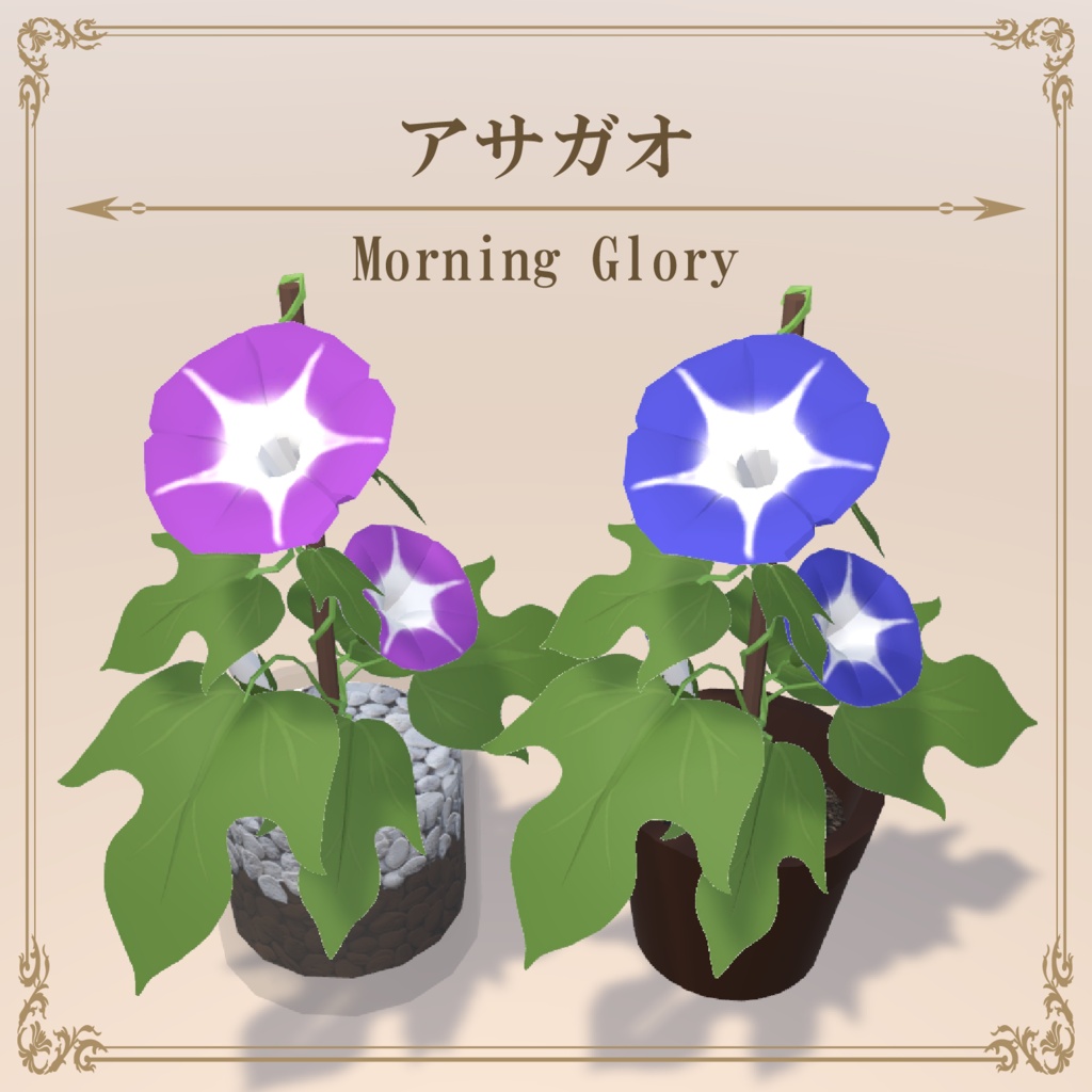 アサガオ / MorningGlory