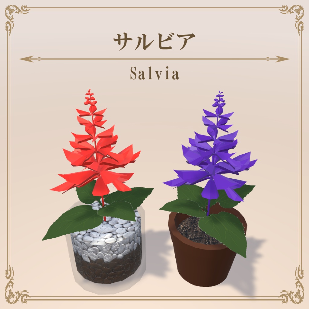 サルビア / Salvia