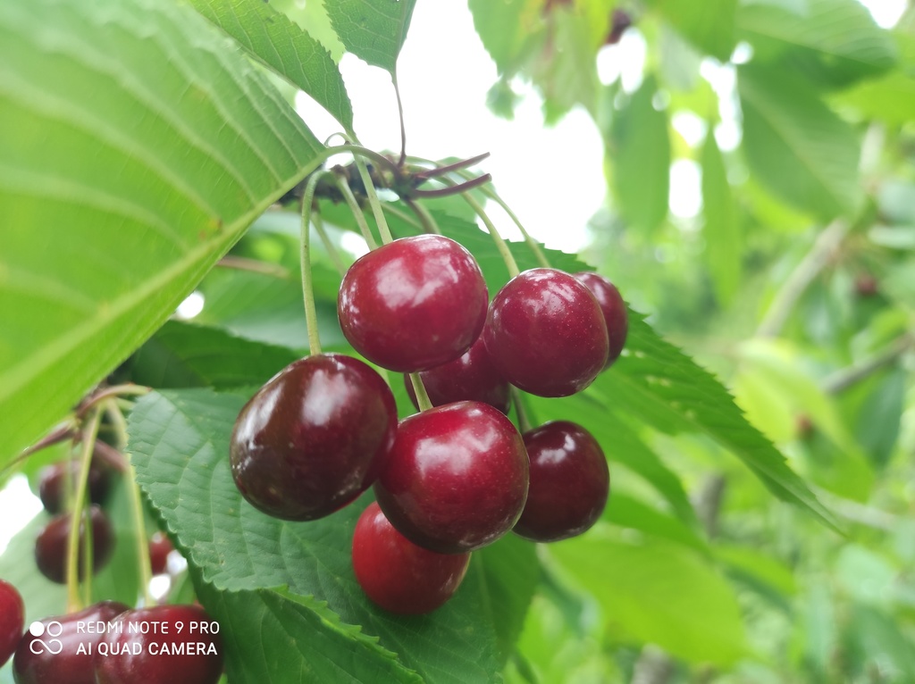 Cute Cherry Wallpapers